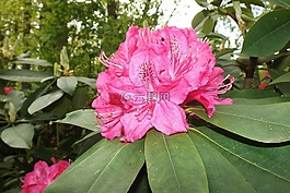 鲜花,草,夏天
