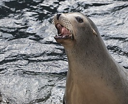 密封件,野生動物,加利福尼亞州的海獅