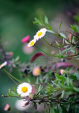 花,花園,自然
