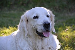金毛獵犬,婊子,女性