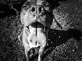 撕破臉皮,小獵犬混合,頭