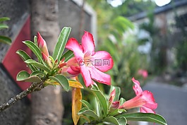 粉紅色的花,花,開花