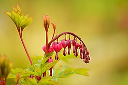 性質,花,廠