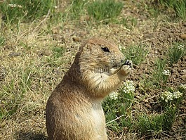 草原土撥鼠,嚙齒動物,殖民地