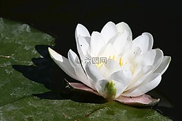 水中百合,花卉,陽光