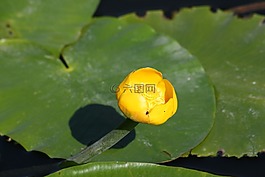 黃水花,池塘,綻放