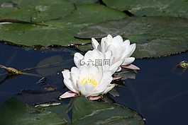 水中百合,三個(gè),池塘