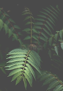 綠色,葉子,自然