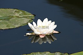 水中百合,鏡子,性質(zhì)