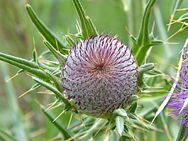 薊,繭,株型