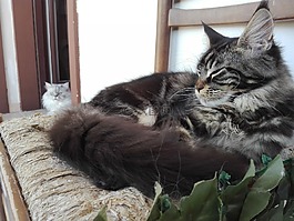 mainecoon,猫咪,猫