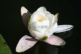 水中百合,綻放,性質(zhì)