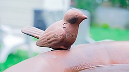 鳥,首頁,自然