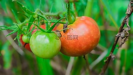 板,食品,健康