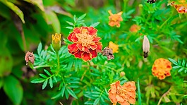 鮮花,綠色,自然