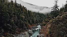 森林,野生,荒野