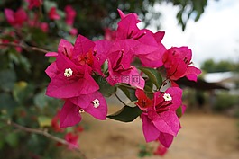 花,性質(zhì),花fueangfa
