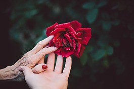 盛開,開花,老人