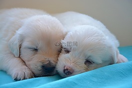 小狗,金毛獵犬,可愛