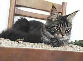mainecoon,猫咪,猫
