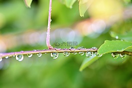 雨滴,性質(zhì),綠色