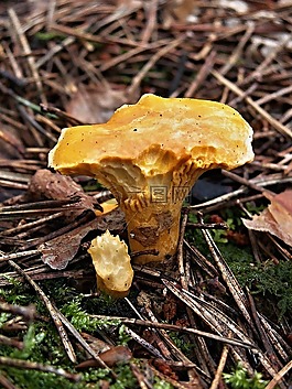 红狐,菌,牙印