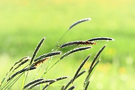 草,草地,雨滴