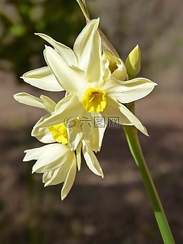喇叭水仙,花,詳細(xì)