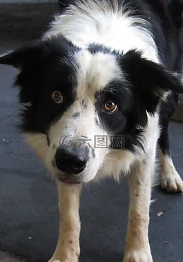狗,澳大利亞牧羊犬,寵物