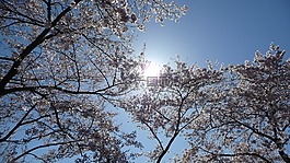 櫻花,太陽,天空