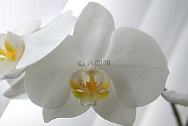 蝴蝶蘭,蛾蘭花,蘭花