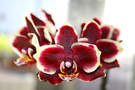 蝴蝶蘭,蛾蘭花,蘭花