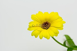 金盏菊,花,黄