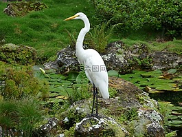 鷺,白,鳥(niǎo)