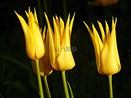 郁金香,黃色,花