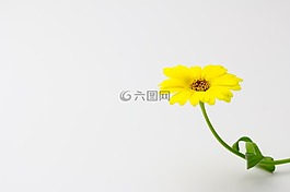 金盏菊,花,黄