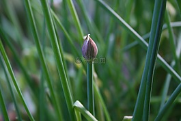 韭菜,芽,綠色