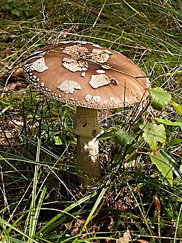 草,菌,mochomůrka