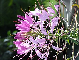 花園,花,花卉園