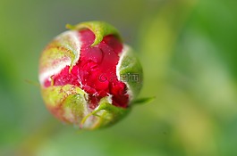 玫瑰,芽,鮮花