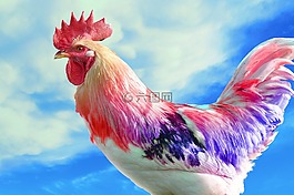 哈恩,雞,鳥