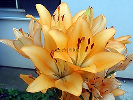 百合花,在,花盆