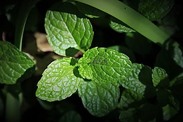 綠色薄荷,薄荷,綠色