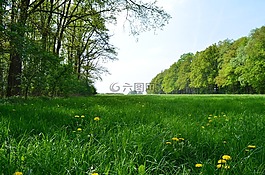 森林,豐富多彩,樹木