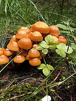 蘑菇,宏,jahodiní