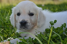 狗,青年,國內(nèi)動物