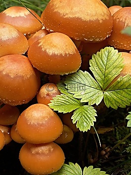 蘑菇,宏,jahodiní