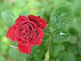 自然,花,葉