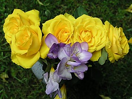 花,自然,植物區(qū)系