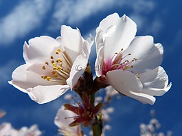 杏仁花,florir,天空